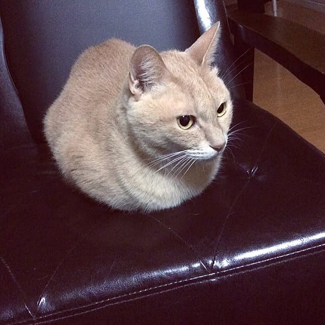 mikan161さんの実例写真