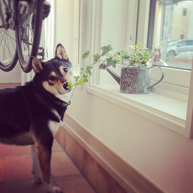 yugさんの実例写真