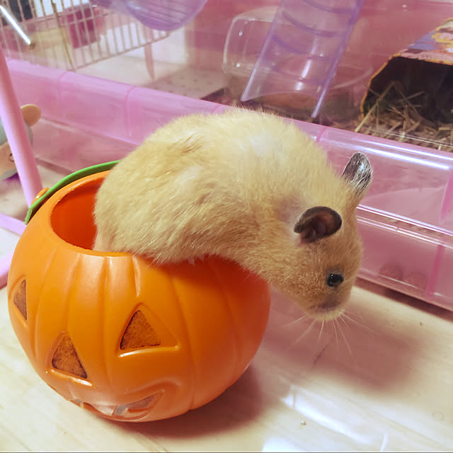 meg214さんの実例写真