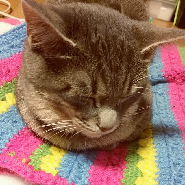 oyumiさんの実例写真