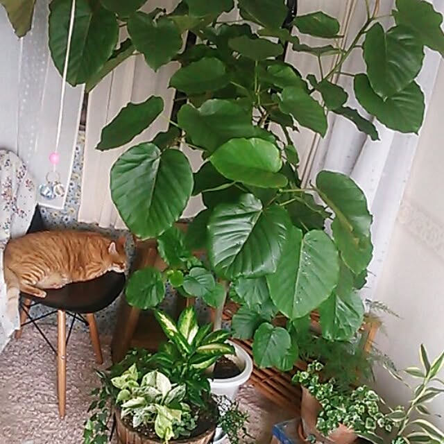 itoyaeさんの実例写真