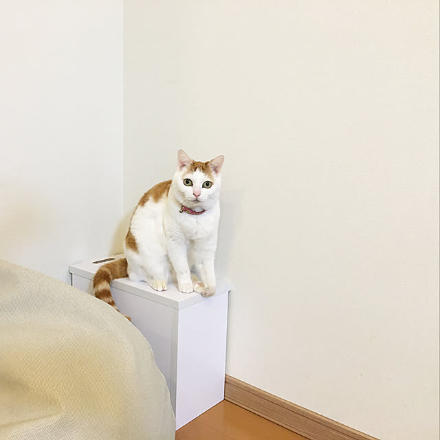 akitainu7さんの実例写真
