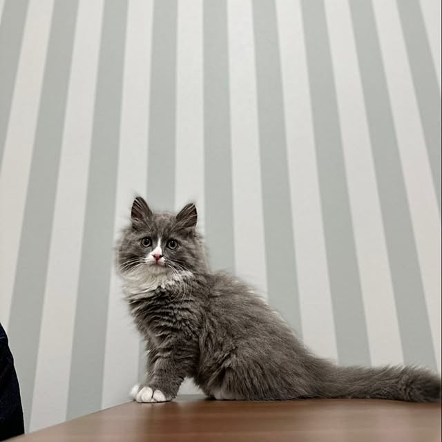 maさんの実例写真