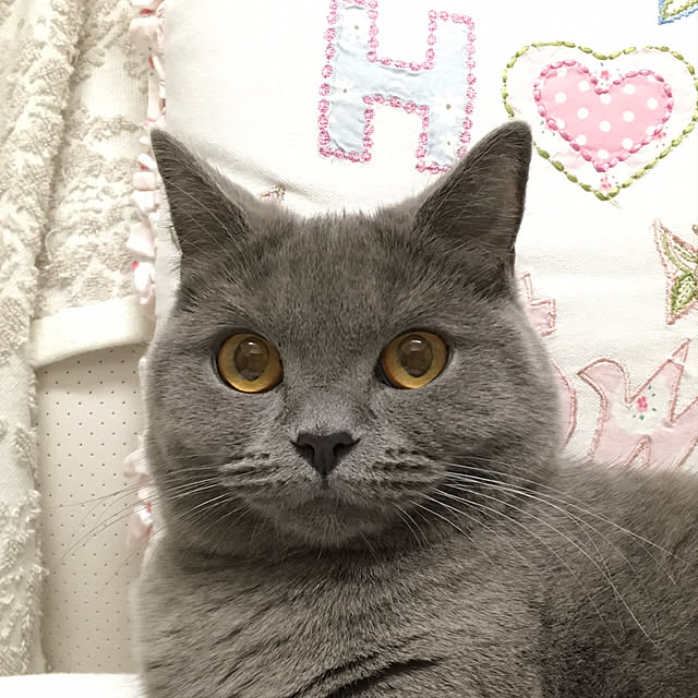 fionaさんの実例写真