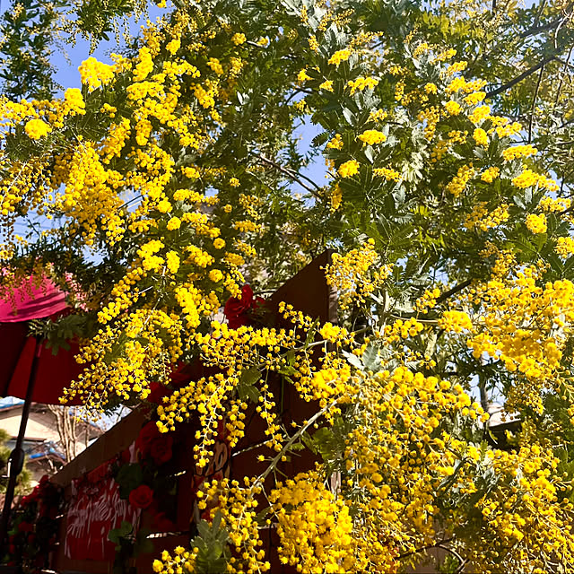 yottanさんの部屋