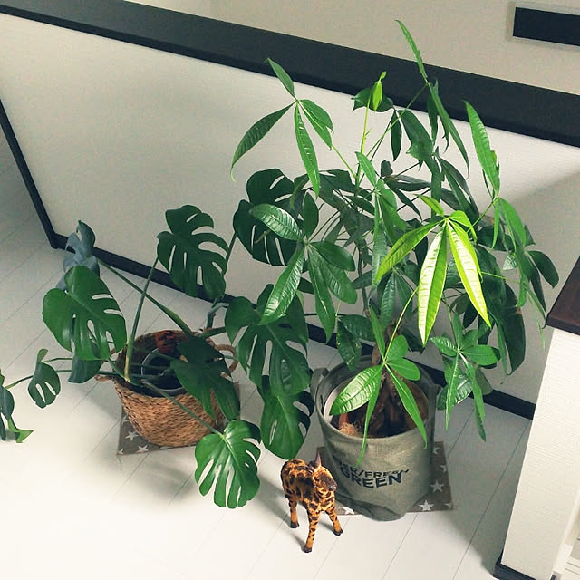 kojikojiさんの実例写真