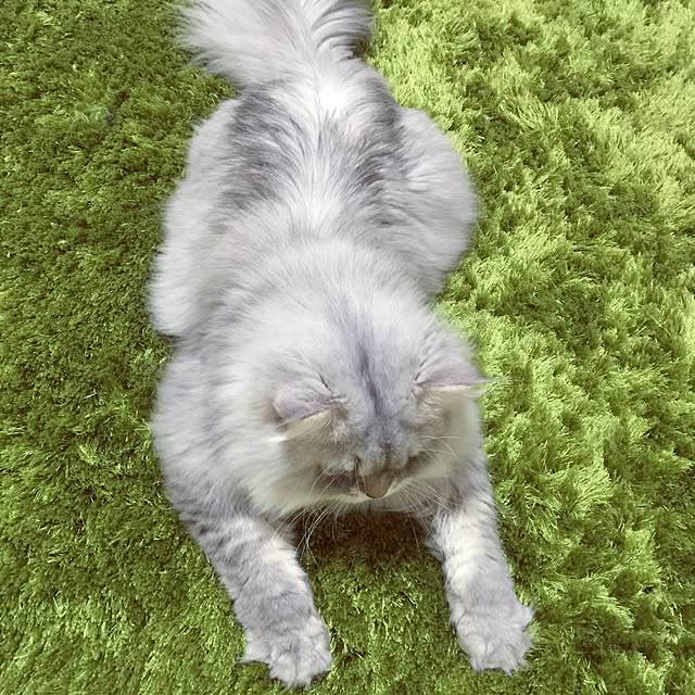 keeiikooさんの実例写真