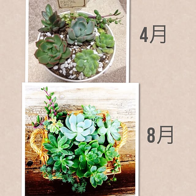 Haruさんの実例写真