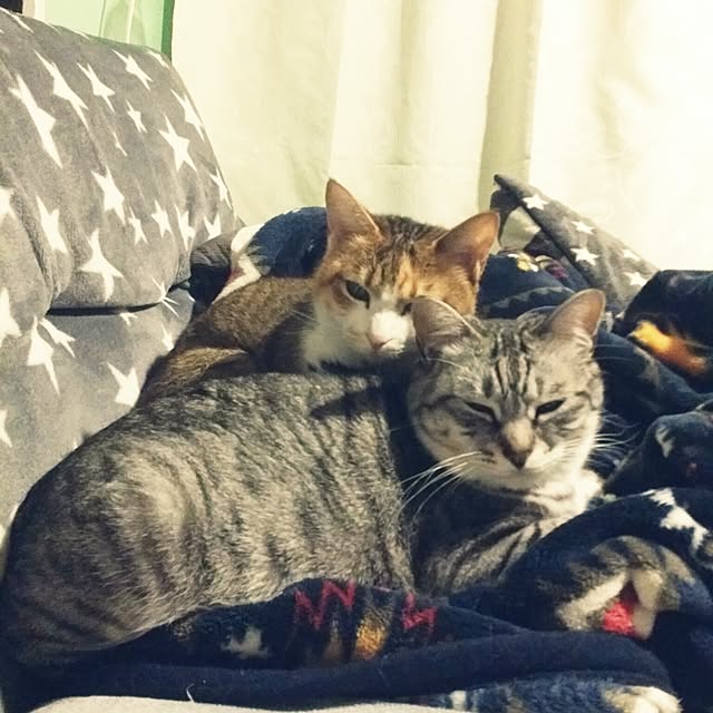 annさんの実例写真