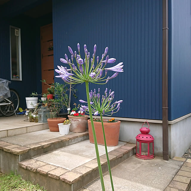 urchinさんの実例写真