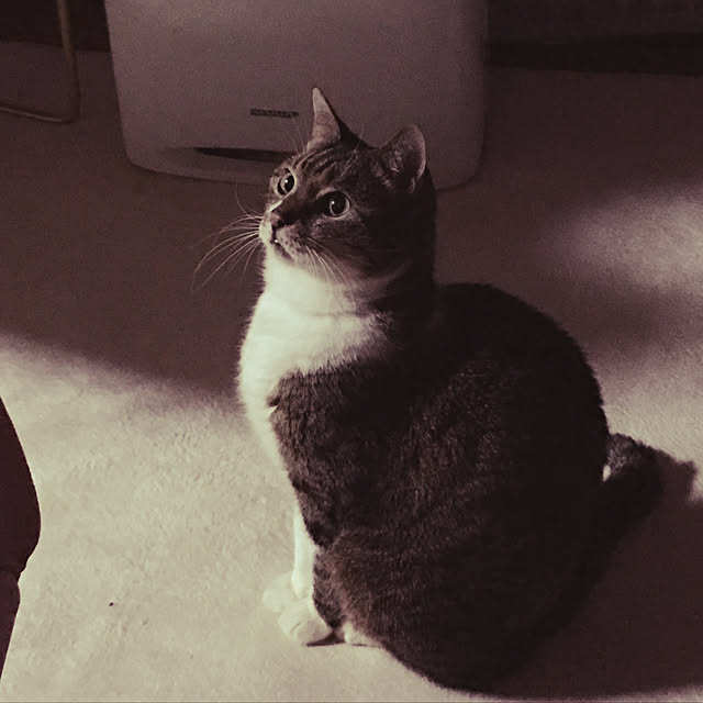 brbrnknkさんの実例写真