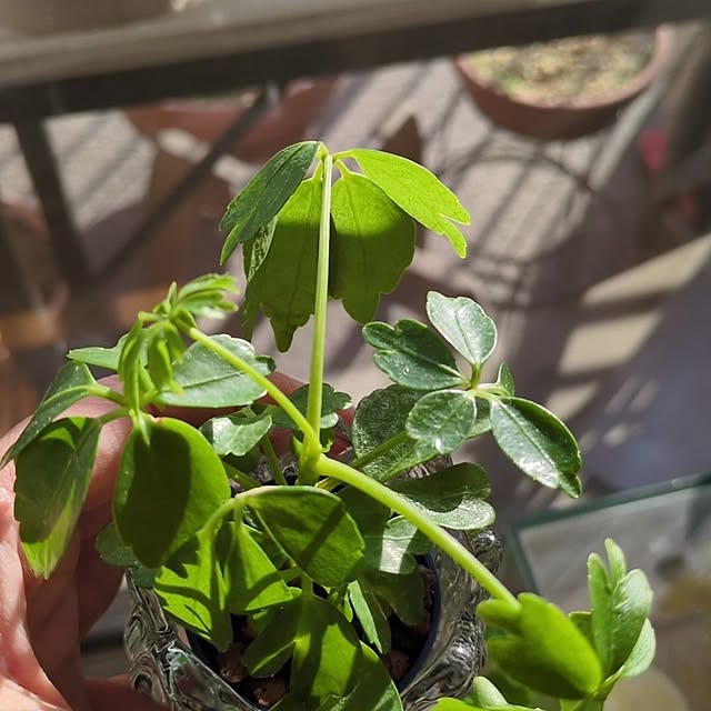 mi-saさんの部屋