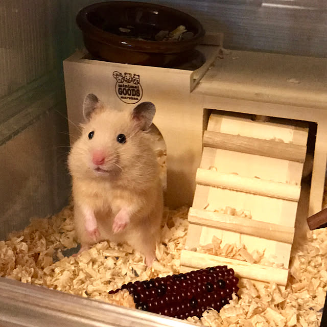 butachanさんの実例写真