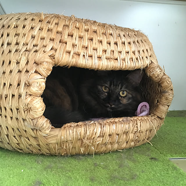mikomaruさんの実例写真