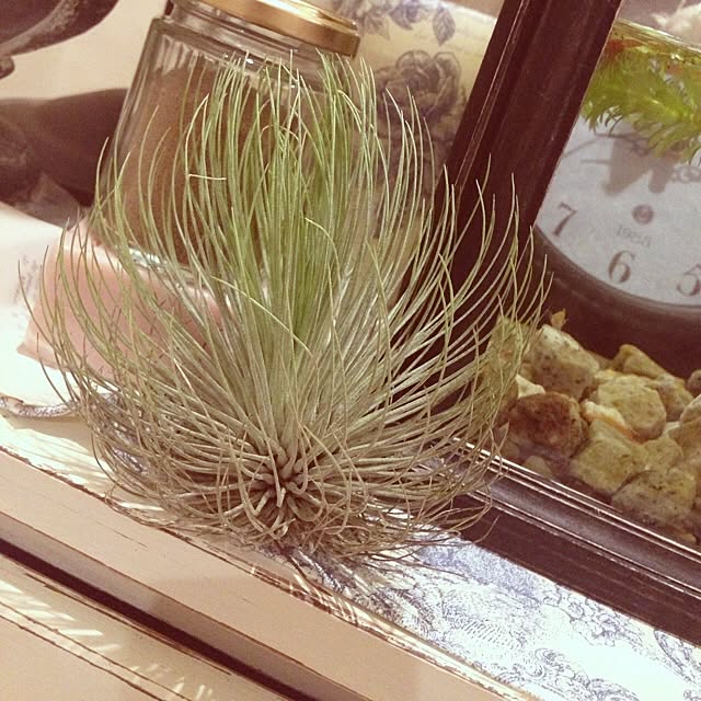 miiさんの実例写真
