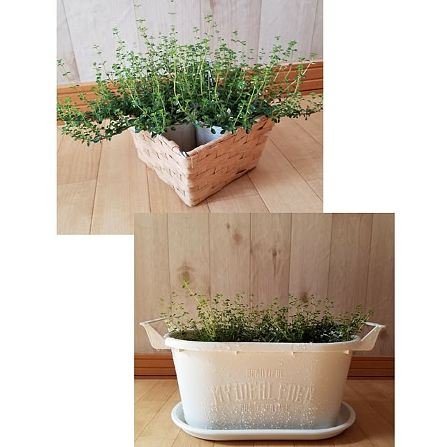 棚/観葉植物のインテリア実例 - 2021-03-01 14:55:18