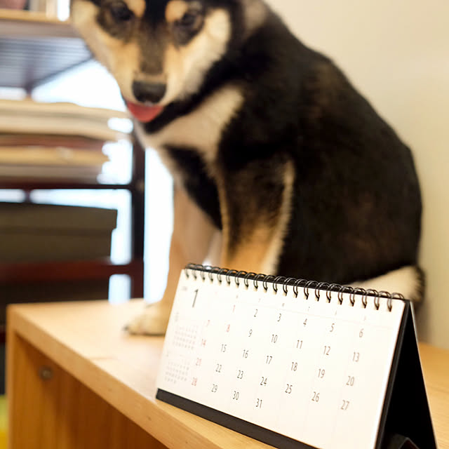 shicoさんの実例写真