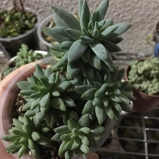 CHIROさんの実例写真