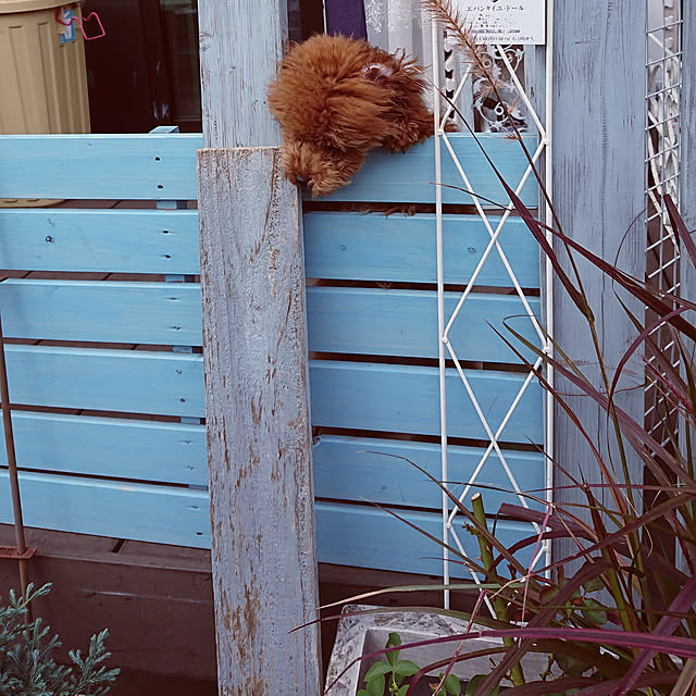 Leonさんの実例写真