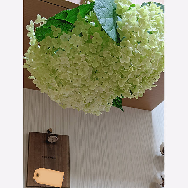 junさんの実例写真