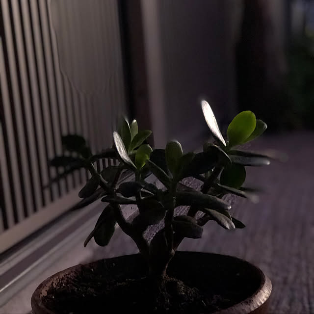 a.f.さんの実例写真