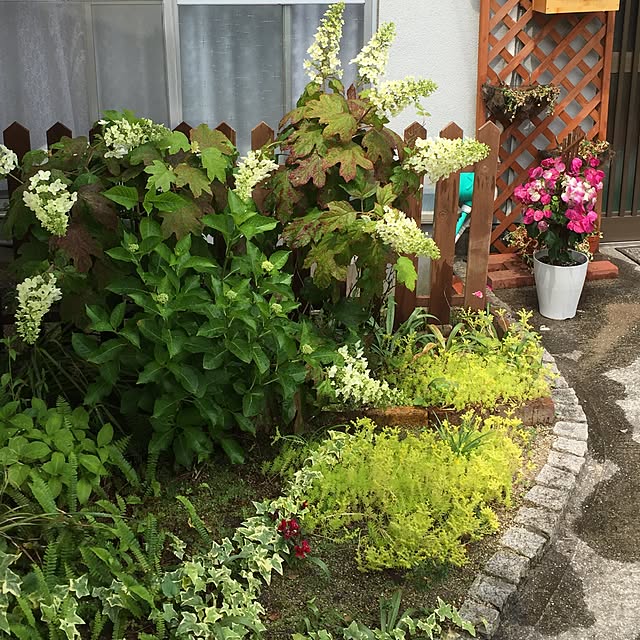 pipiさんの実例写真