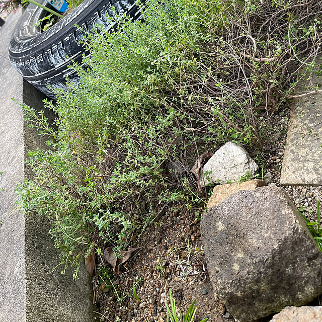 kikiさんの実例写真