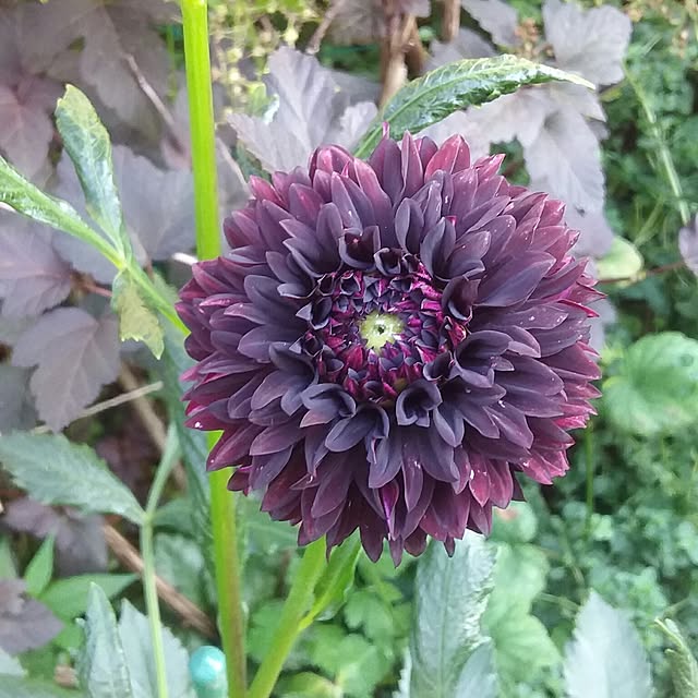 yukkoさんの実例写真