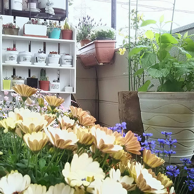 naopyiさんの部屋