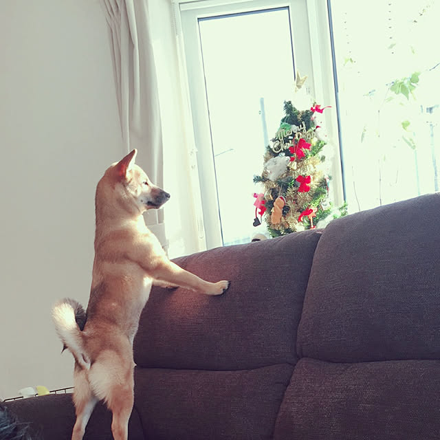 tomoさんの実例写真