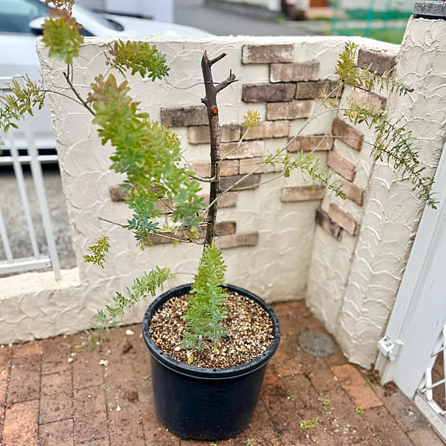 sachieyさんの実例写真