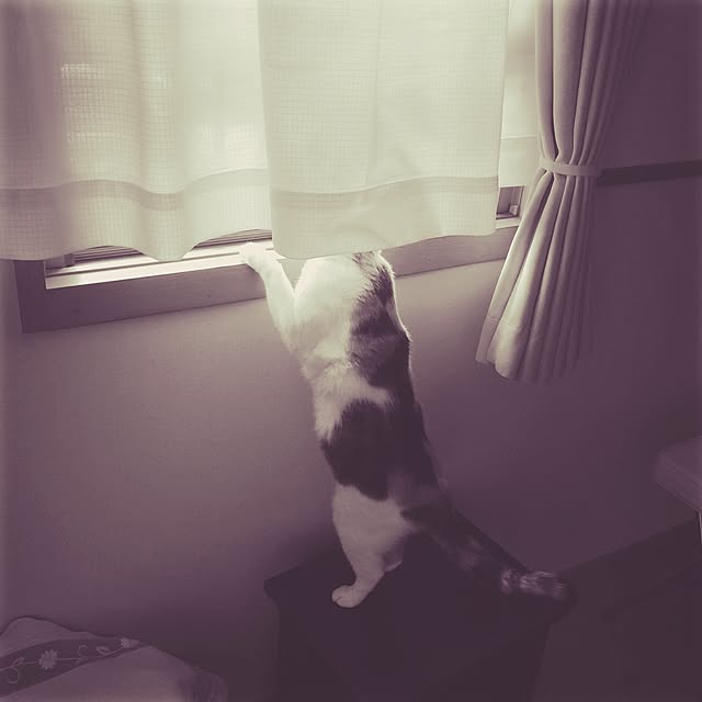 tacomozさんの実例写真