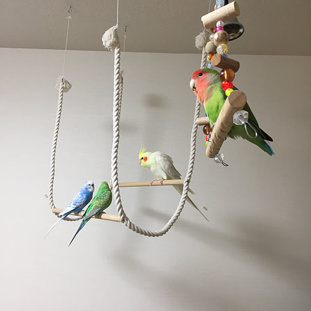 toratanさんの実例写真