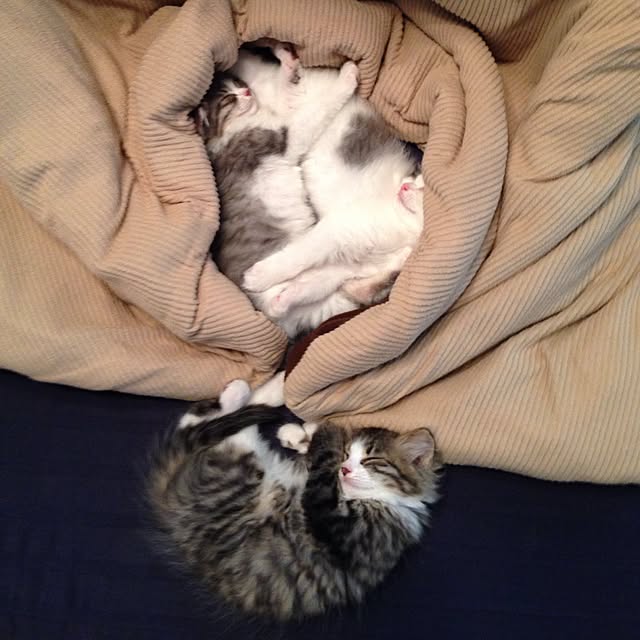 fuuさんの実例写真