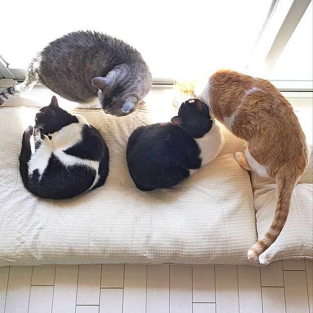 bikkeさんの実例写真