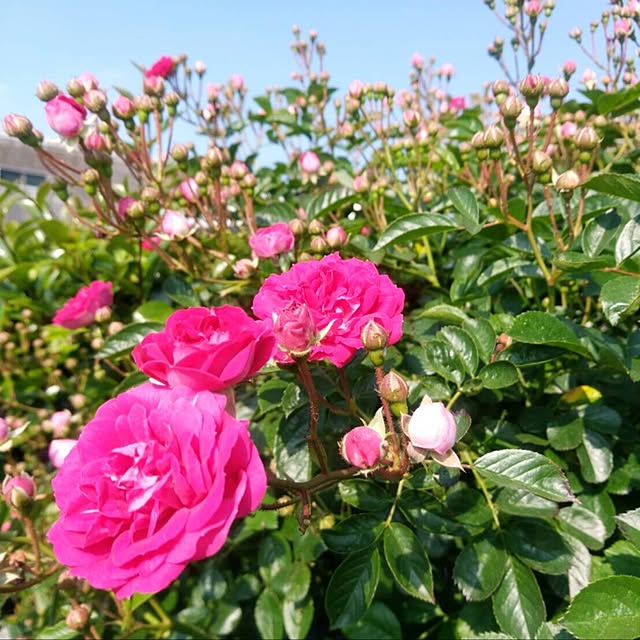 玄関/入り口/バラが咲いた♪/バラが好き♡/ミニ薔薇/マイペースで投稿...などのインテリア実例 - 2017-05-19 07:16:09