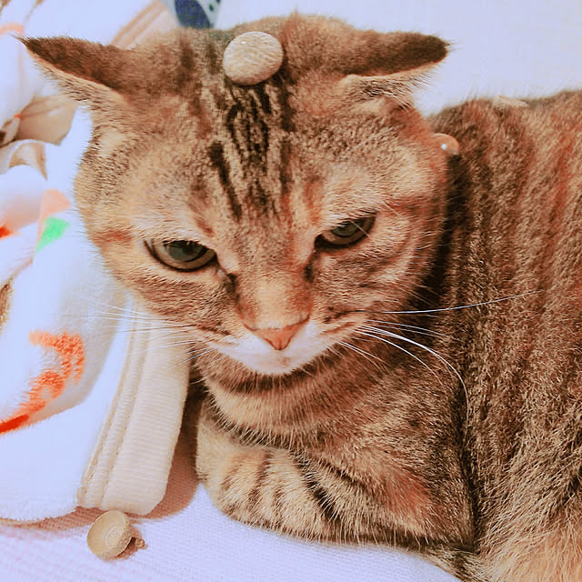 Y.Gさんの実例写真