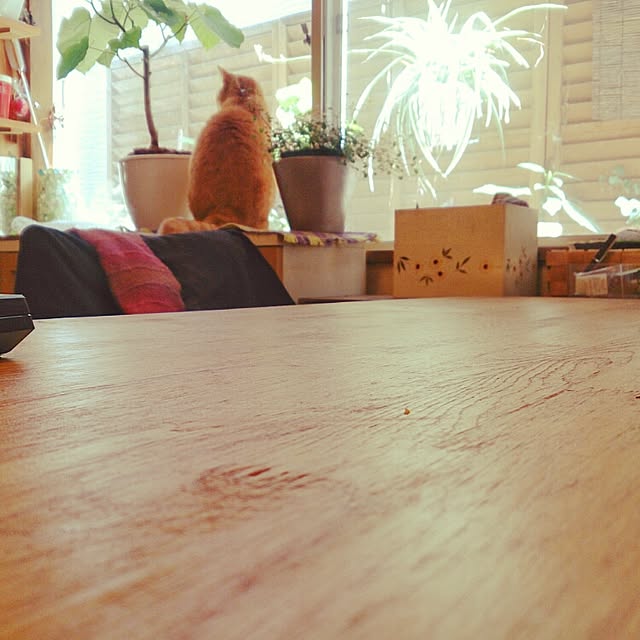 madamtacoさんの実例写真