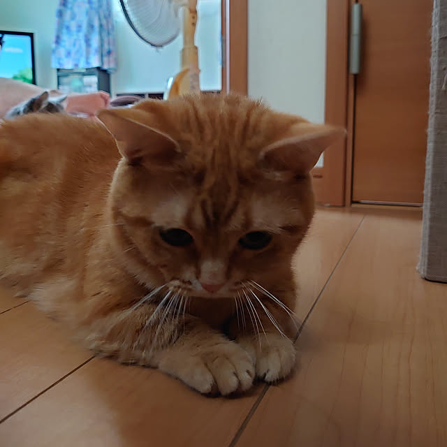 shinobuさんの実例写真