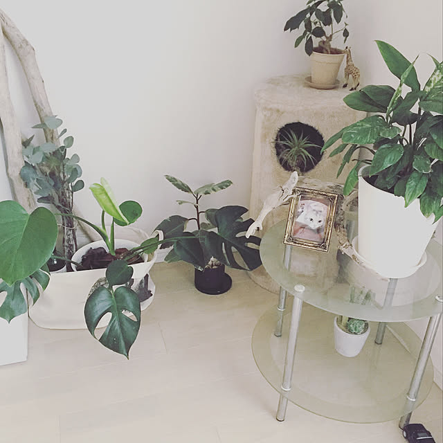 botanical_fieldさんの実例写真