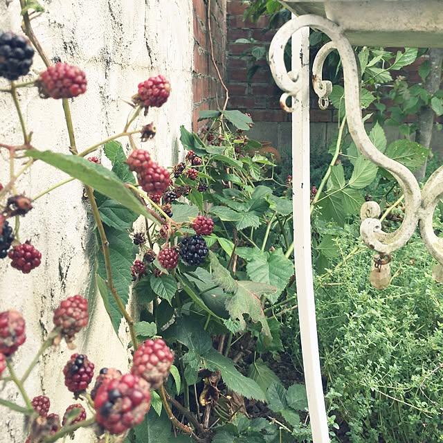 ROBI-FUKUさんの実例写真
