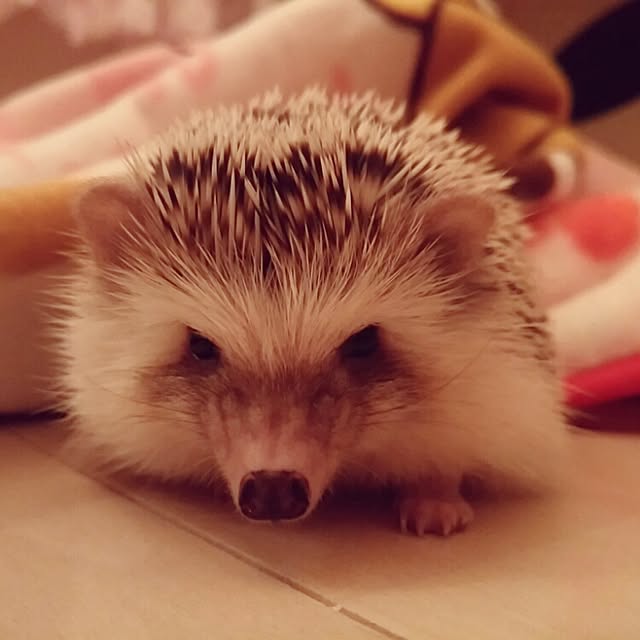 kuruさんの実例写真