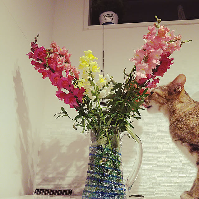 mamekoさんの実例写真