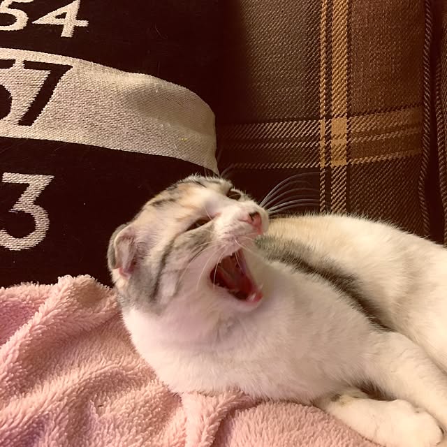 yokkochanさんの実例写真