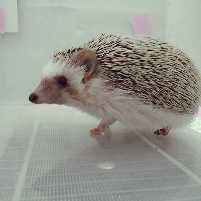 kuruさんの実例写真