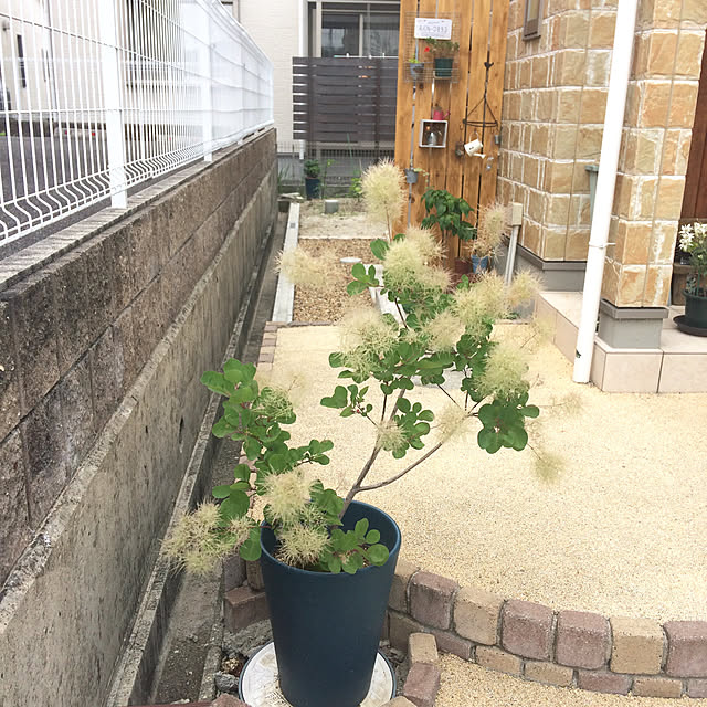 ayayayayaさんの実例写真