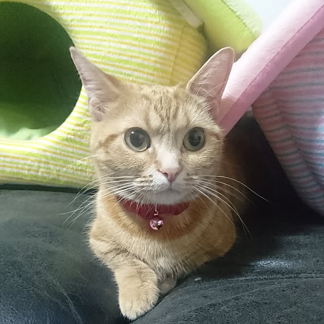 shinobuさんの実例写真