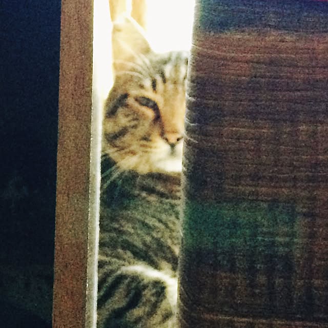 eikinukoさんの実例写真