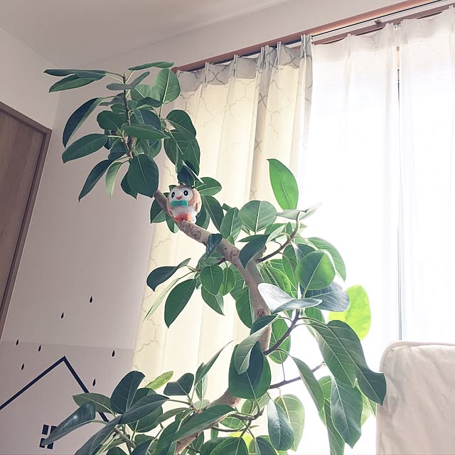 meguchiyoさんの実例写真