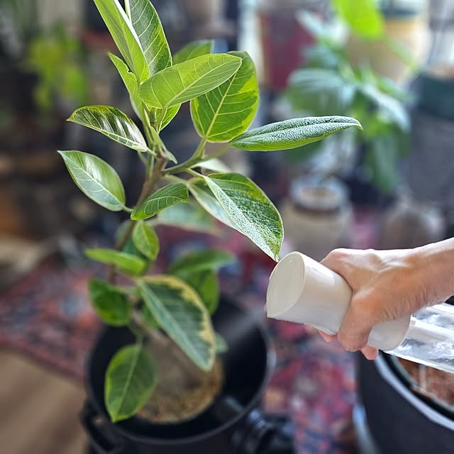 CYNOSさんの部屋